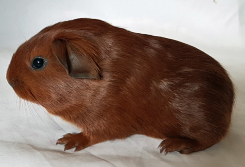 Niffers After Midnight